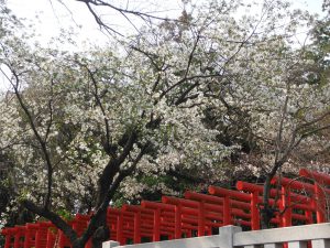 お花見・散策♪